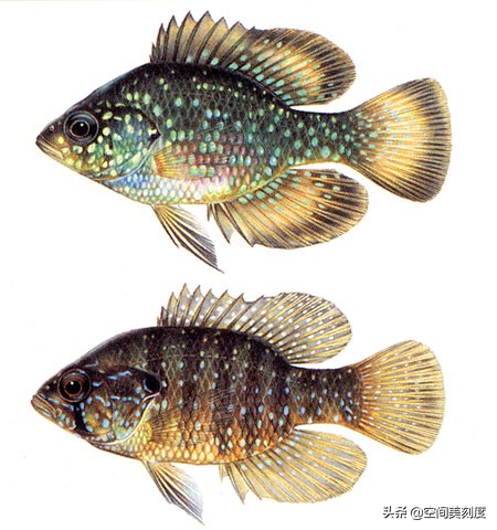 30种常见热带观赏鱼图片大全,十大你肯定没养过的热带观赏鱼