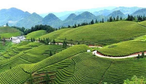 湖北名茶品种,待疫情结束我们去看春暖花开