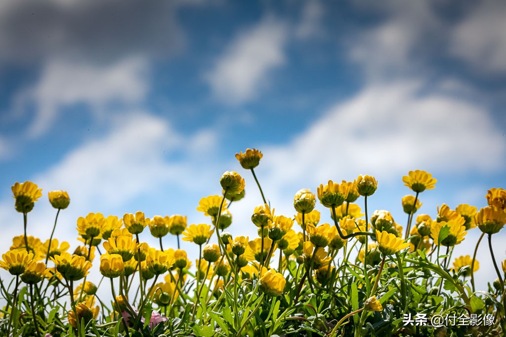 北京国际鲜花港有限公司,北京国际鲜花港一日游