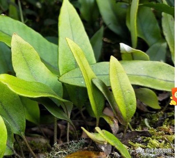 认识身边的中药材,认识中医寻找身边的中药