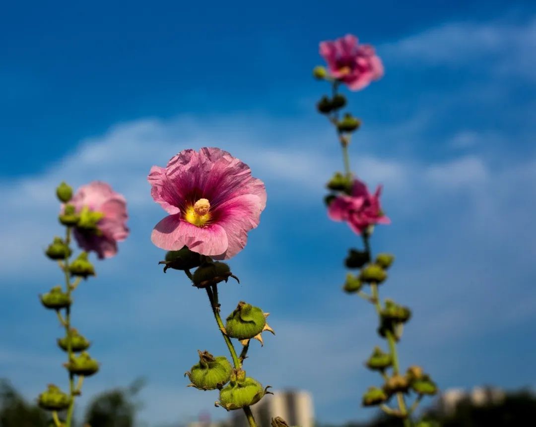 成都能种的花,成都庭院种什么花