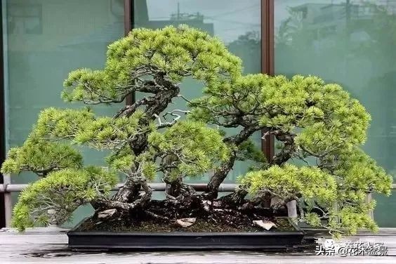 从盆景小白到终身爱好,初学者养盆景少走坑