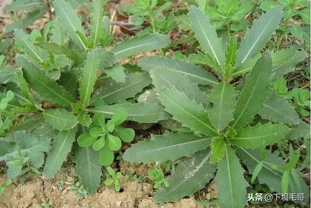 在广西农村常见的止血草,南方农村常见的止血的草