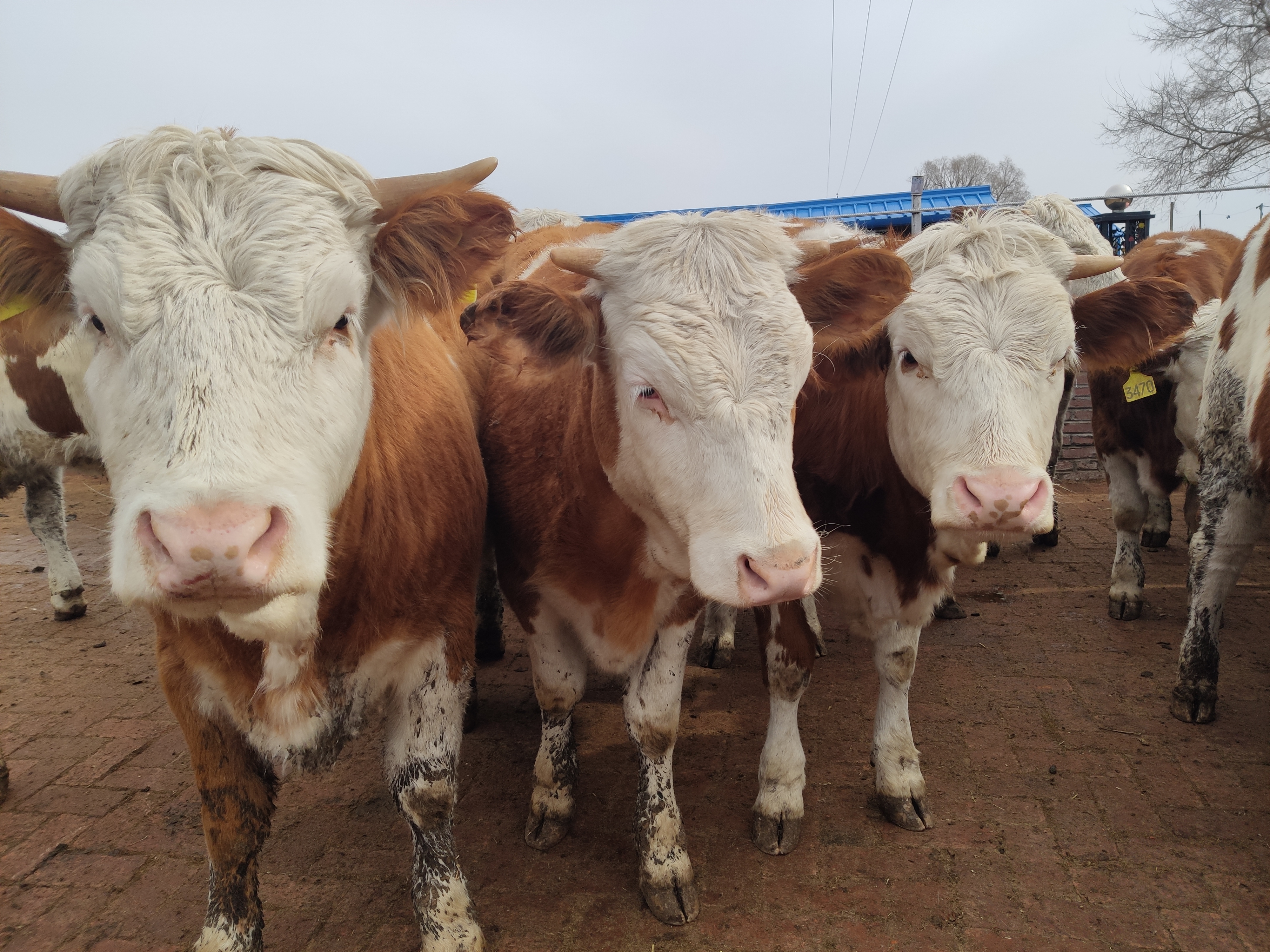 养基础母牛应该注意什么,养牛人最关心的问题是什么