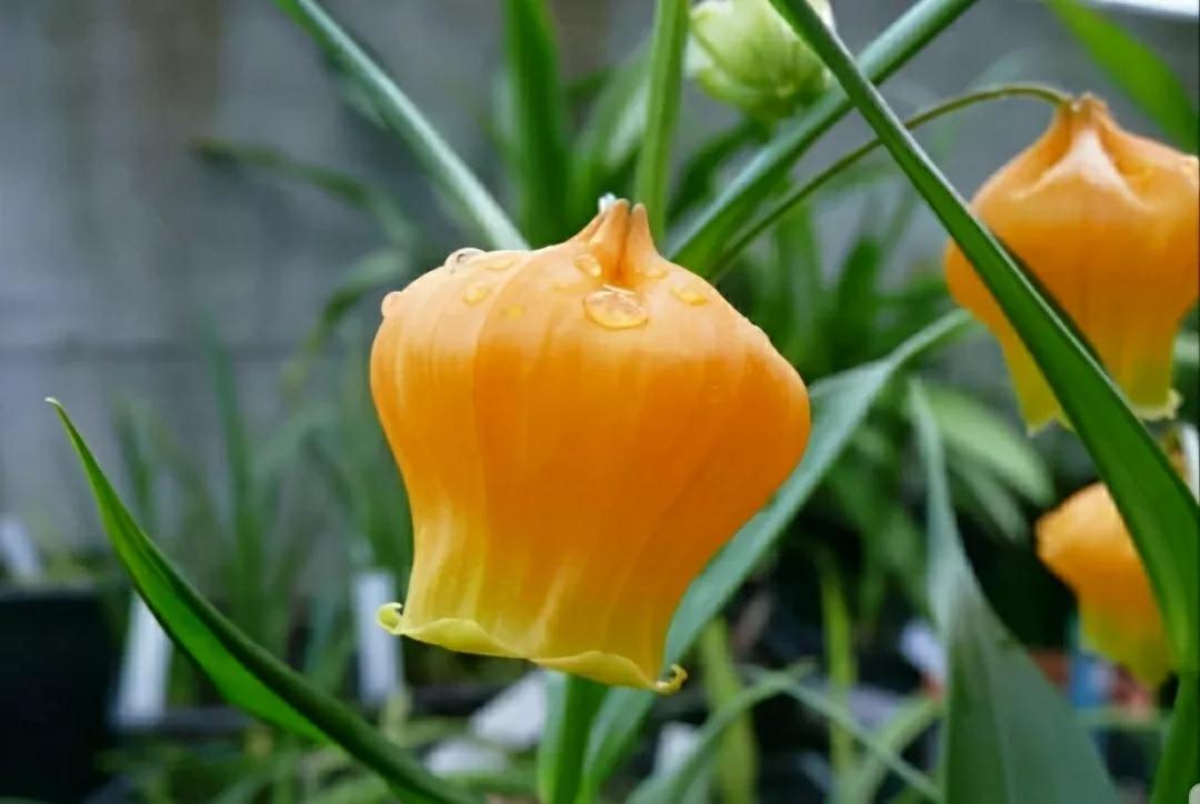 奇葩造型花：头上长草，心中有鬼，白月光。白天不开你非要晚上开