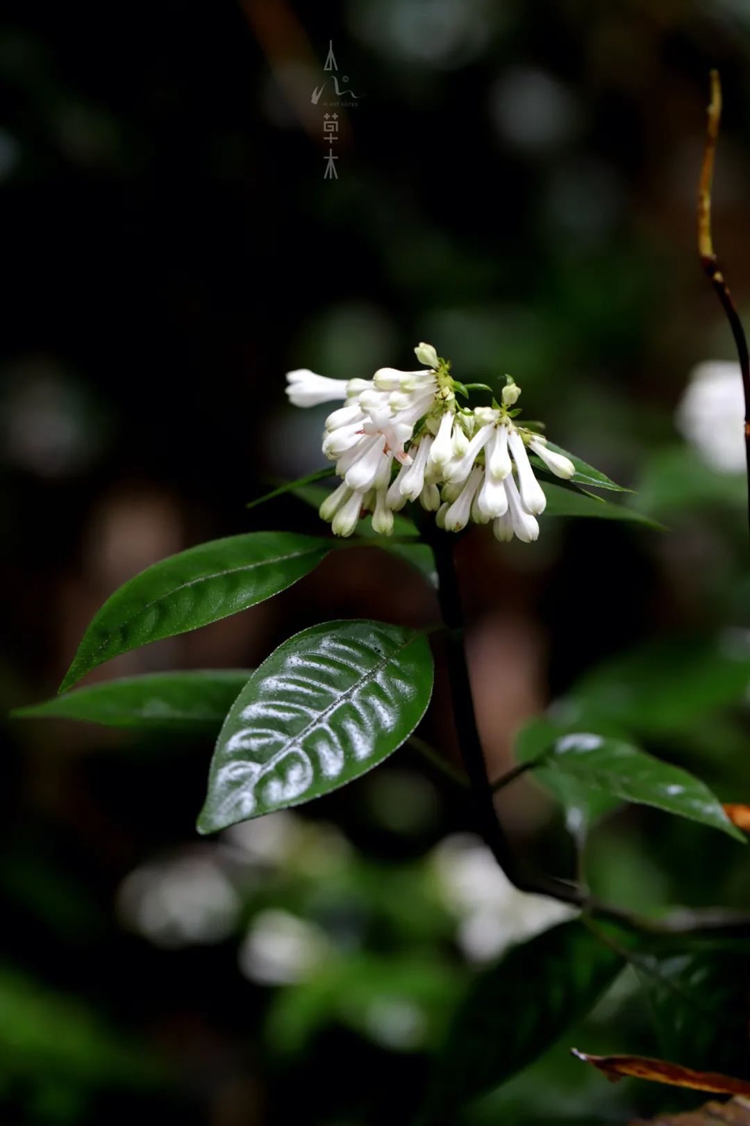 四明山龙观山,四明山国家森林公园樱花