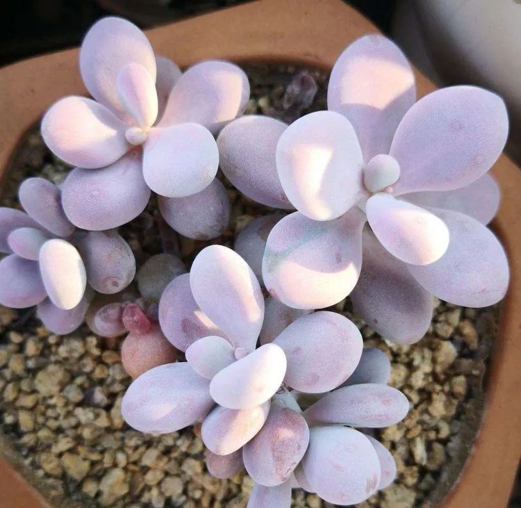 一花一世界多肉园艺,一花一世界一叶一菩提多肉植物