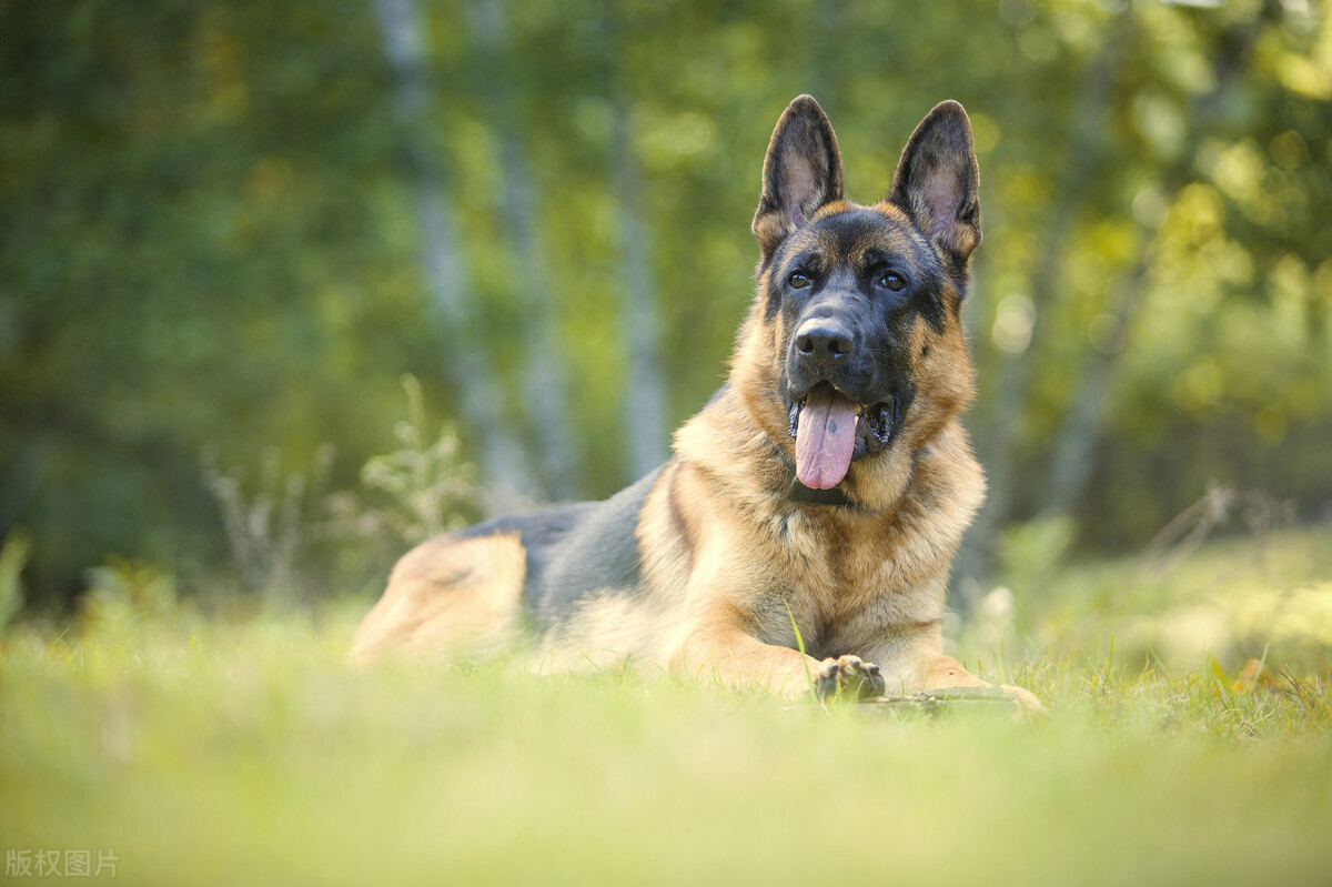 德牧怎么分公母,德牧幼犬补钙的正确方法