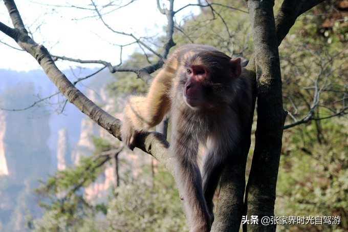 张家界森林公园亲子游攻略,张家界旅游攻略现在张家界气温