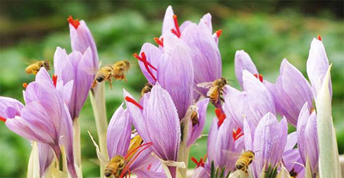 藏红花种球四季种植室内阳台花卉,阳台盆栽藏红花的配土