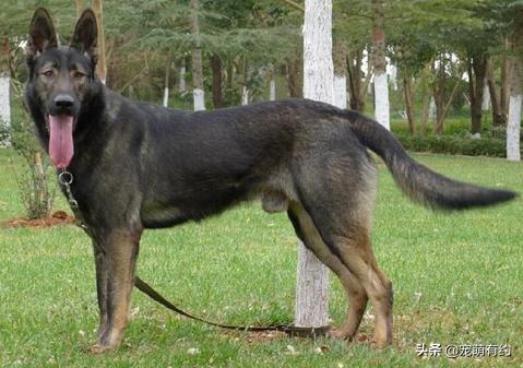捷克狼犬警用,捷克狼犬德牧昆明犬马犬哪个厉害