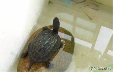 新入缸的龟趴缸怎么办,新龟入缸的操作