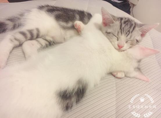 猫咪体内驱虫和体外驱虫能一起吗,猫咪体外驱虫为什么要禁食