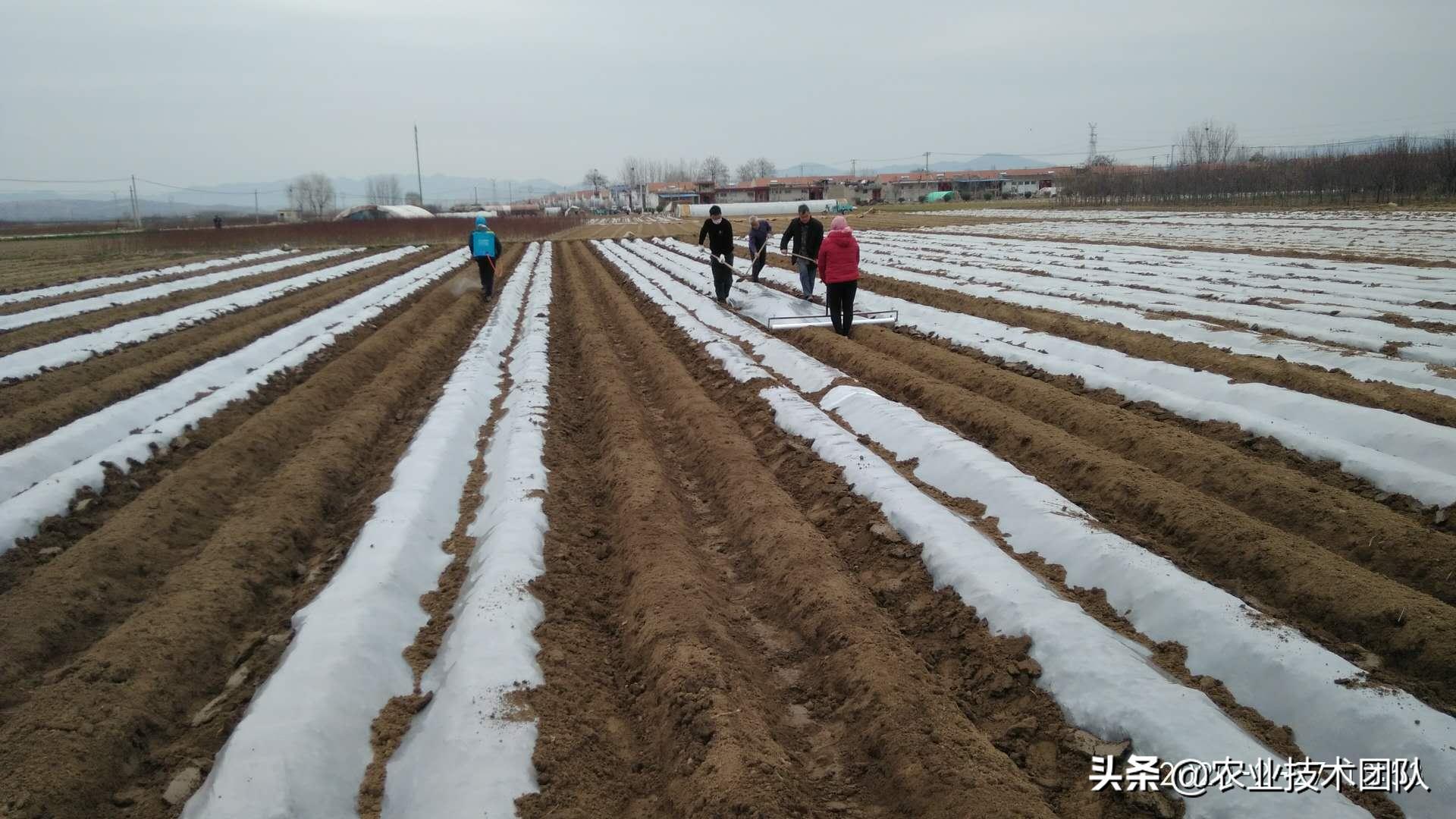 马铃薯种植是单独苗好还是多苗好,种植马铃薯需要打叉吗
