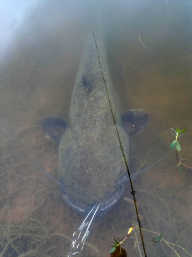 外国人用奇葩假饵钓鱼,国外钓鱼用什么假鱼饵好