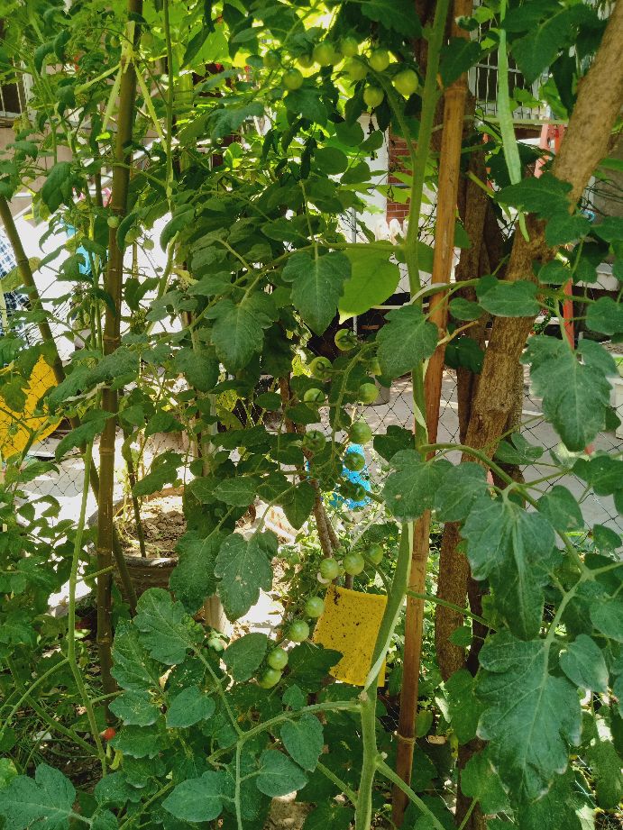 樱桃番茄最好的颜色,樱桃番茄挑选