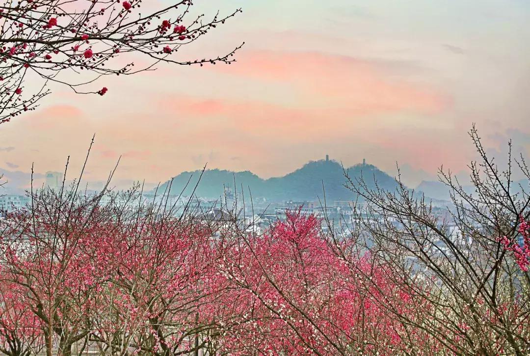 香雪海什么时候开放,香雪海惊艳了多少人