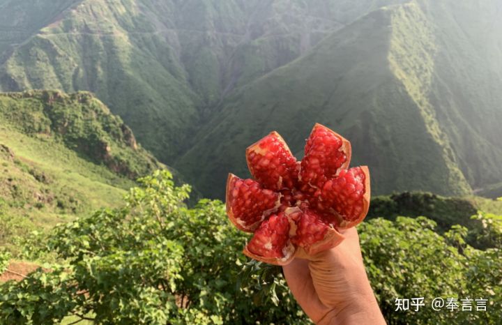 水果赌石,水果界的红石榴