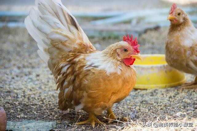 养鸡出现鸡生病了该如何处理,鸡肿头睁不开眼养鸡人该如何处理