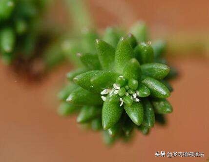 多肉上长白色的虫子怎么去除,多肉上白色虫子怎样去除