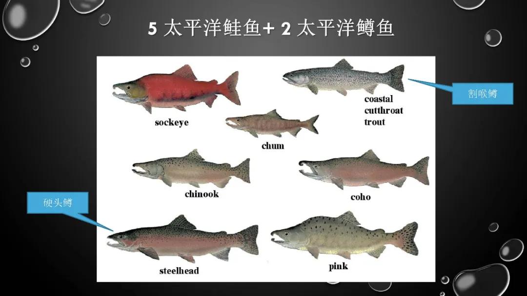 2019年中国三文鱼进口量达到10万吨！
