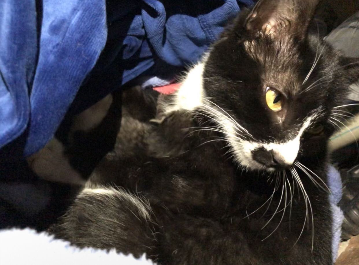 猫毛辟谣,有人说猫毛过敏怎么回答