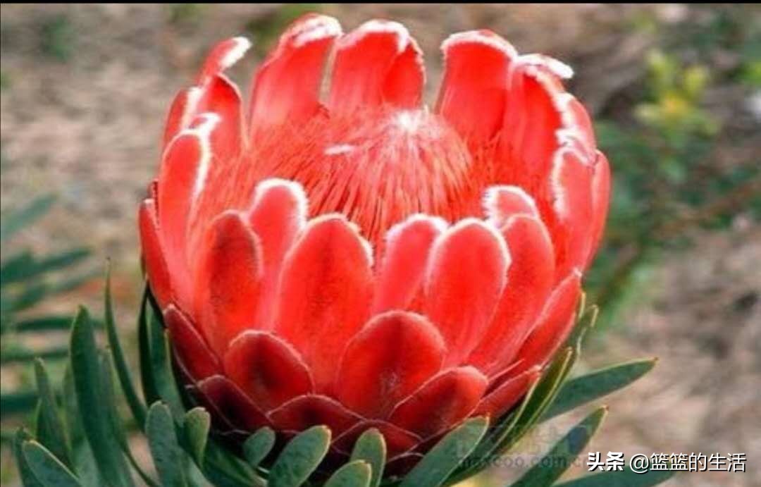 每个国家的国花是什么,国家的国花和象征意义