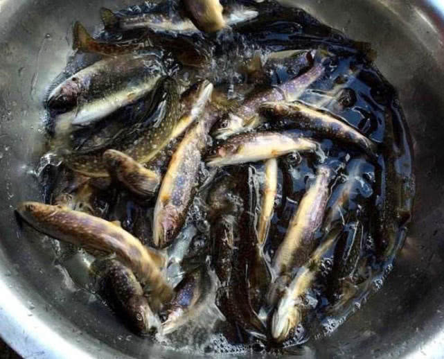 鱼身体有柴油味怎么去除,野生鱼有柴油味怎么处理