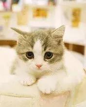 新手养猫养什么猫又便宜又好养,新手养猫第一天猫咪害怕怎么办