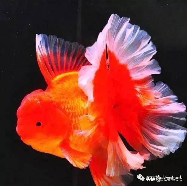 老北京养金鱼的讲究,老北京瓦盆养金鱼