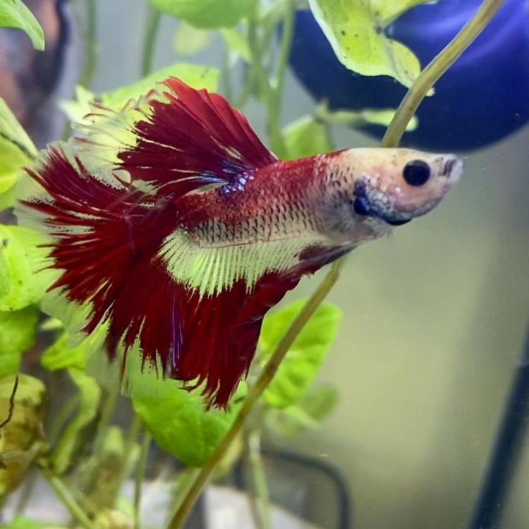 外国女子救下崩溃男子,外国女生救斗鱼