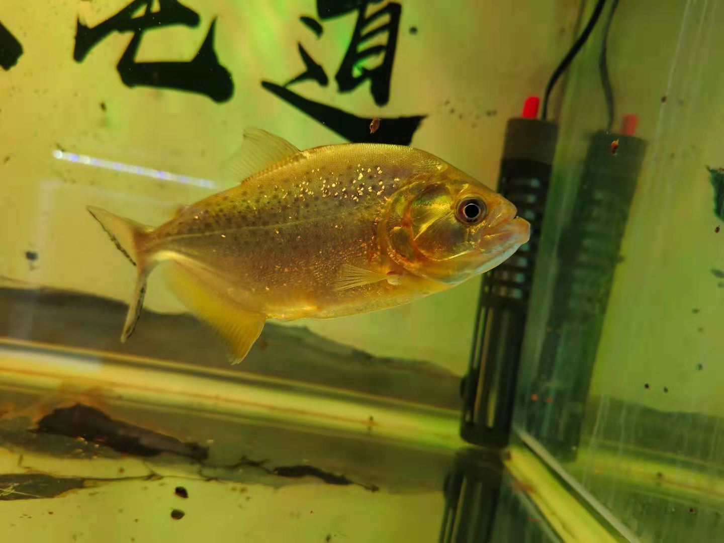 养鱼和清理鱼缸的最佳时间,养鱼多久清洗一次鱼缸