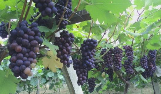 阳光玫瑰葡萄大棚高产种植技术,种植葡萄学习