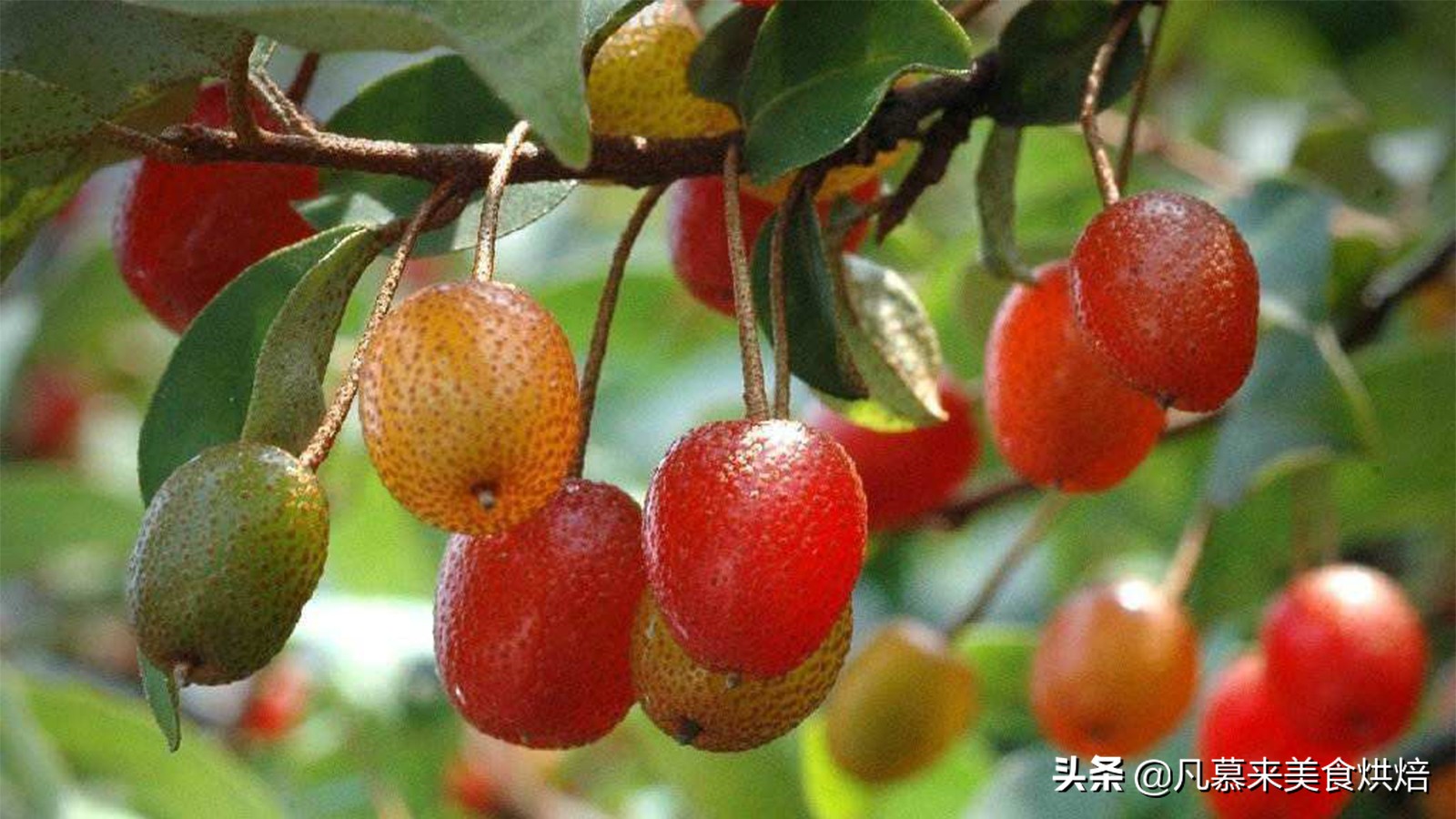 水果百科知识大全水果种类,水果种类大全水果如何分类