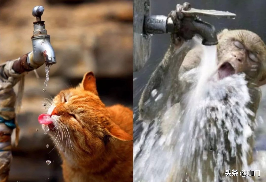 喜茶能否打破这个魔咒,喜茶对茶饮的理解和看法