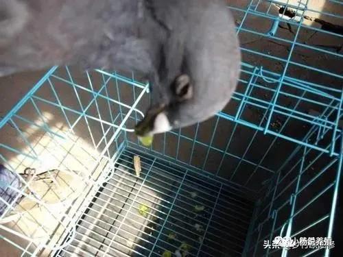 鸽子腺病毒和嗉囊炎有什么区别,鸽子嗉囊炎拉什么样的粪便