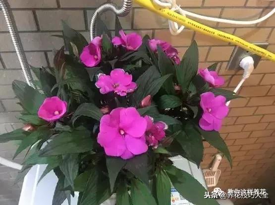 杜鹃花死了能活多久,快死的杜鹃花还能救活吗