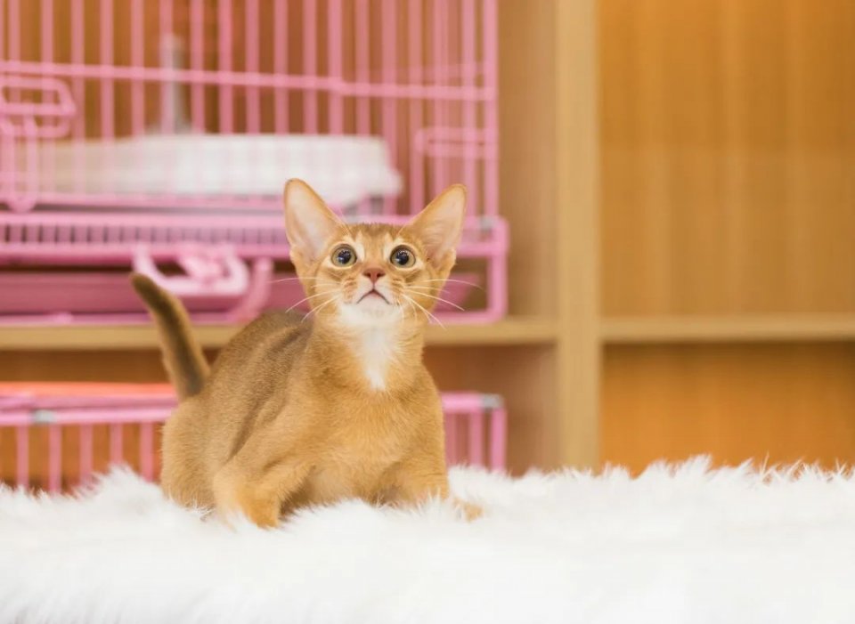 仙女猫专卖店介绍,仙女猫专卖店一览表