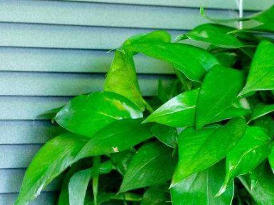 爬墙绿萝栽培,栽培绿萝视频