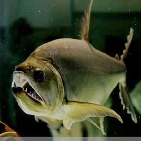 流浪猫被收养喂熏鱼,流浪猫狗被领养前后