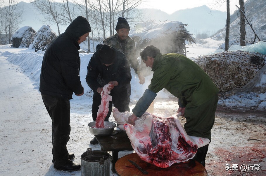 回忆年味东北杀猪菜图片,杀猪菜东北农村年味