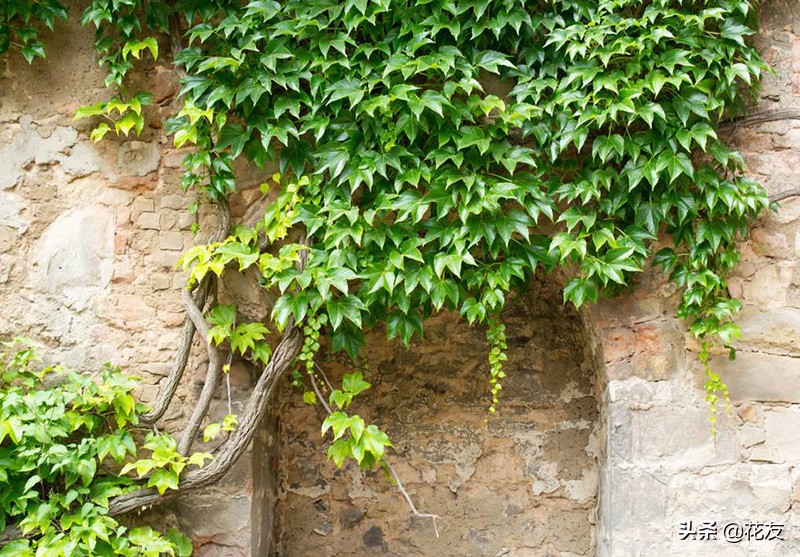 常春藤夏季养护和管理,常春藤室内爬藤