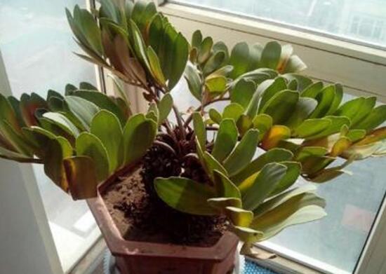 金钱树烂根了怎么急救,金钱树烂根以后怎么补救