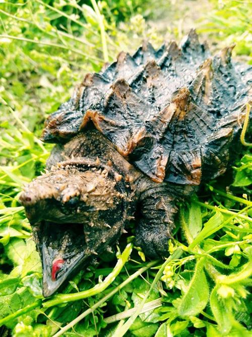 鳄龟的天敌是谁,鳄龟在野外几乎没有天敌