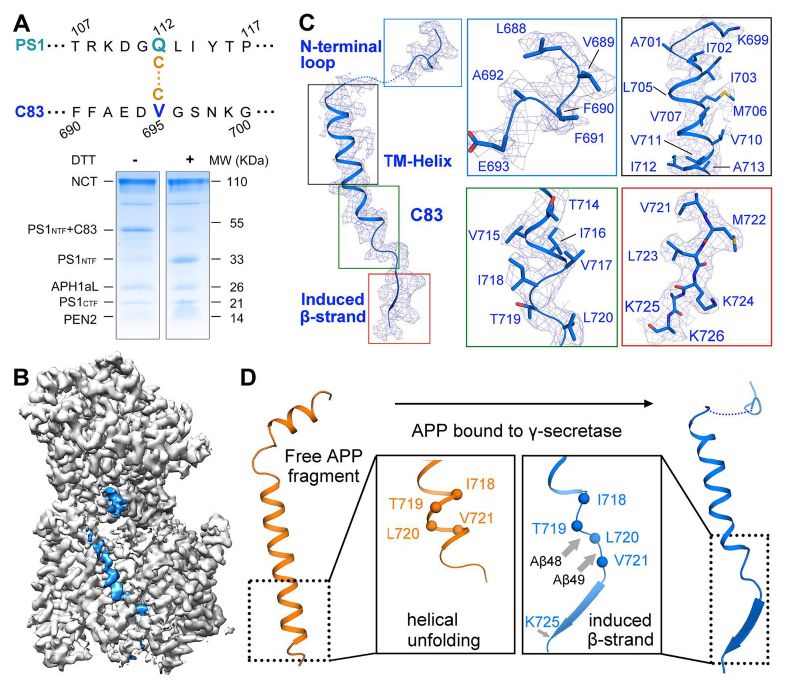 中国冷冻电镜技术进展,冷冻电镜最新研究