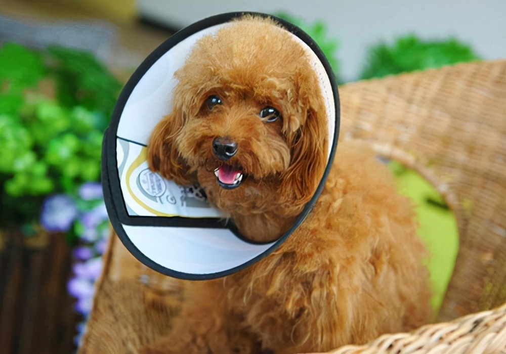 狗狗严重掉毛什么原因怎么治疗,狗狗掉毛的原因及解决办法