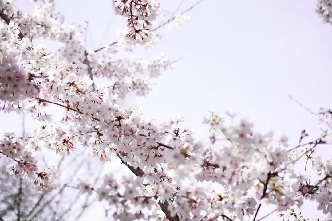樱花盛开的季节真好看,日本最美樱花大赏