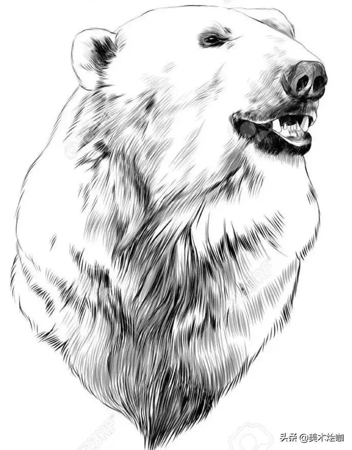 动物素描临摹装饰画,动物素描应该用哪些笔