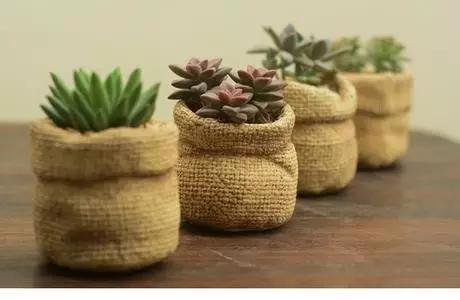 家里花瓶插花放点什么,创意养花花瓶