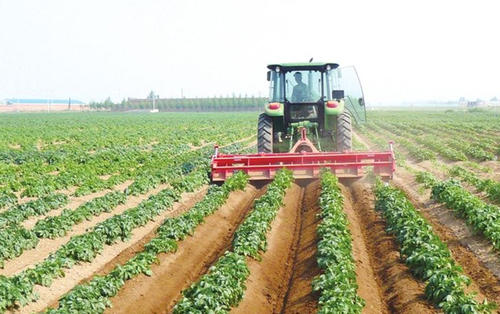 马铃薯枯萎病和青枯病区别,马铃薯枯黄萎病